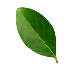 Hoja